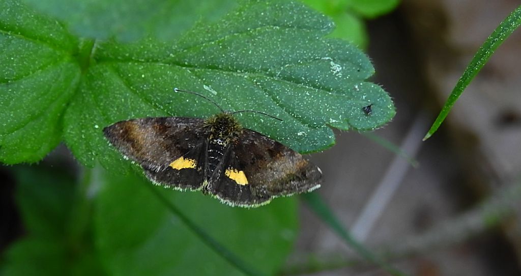 Sówka - Panemeria tenebrata