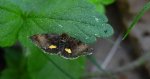 Sówka - Panemeria tenebrata