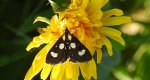 Anania funebris