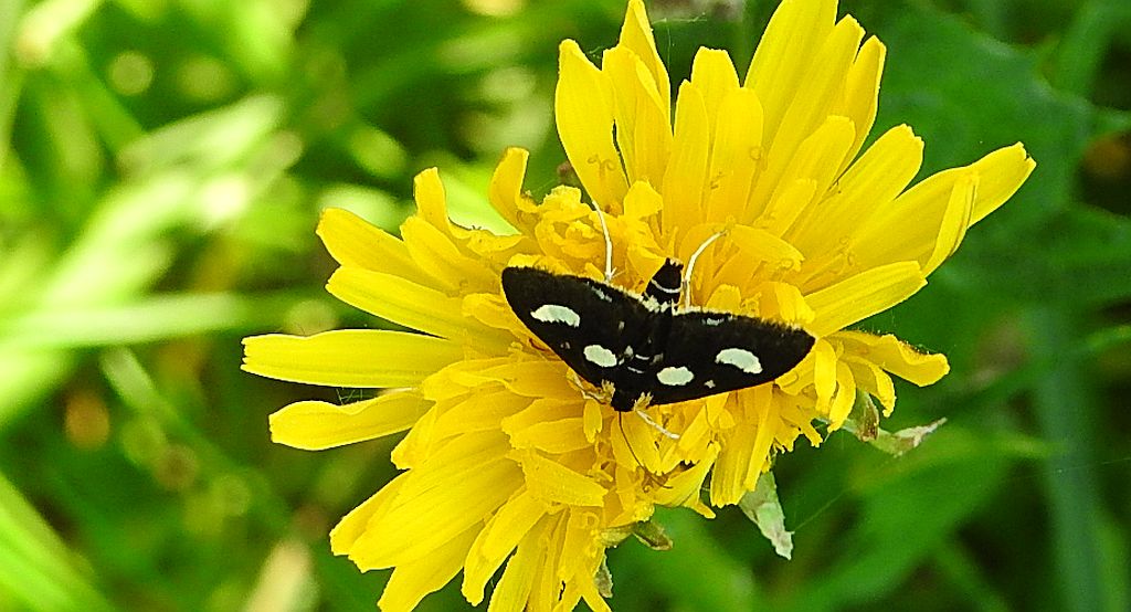 Anania funebris