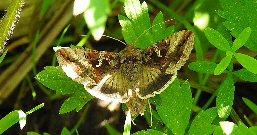 Błyszczka jarzynówka (Autographa gamma)