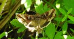 Błyszczka jarzynówka (Autographa gamma)