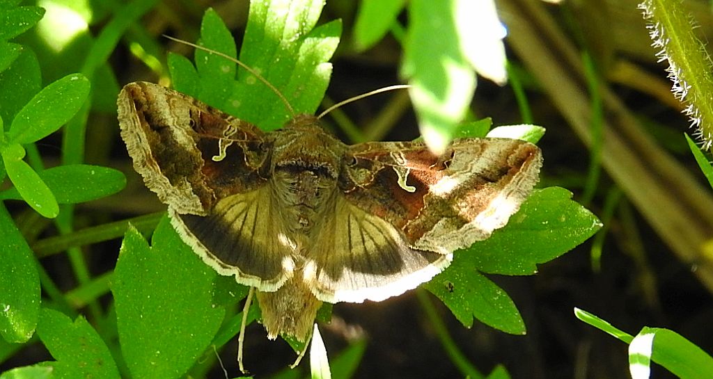Błyszczka jarzynówka (Autographa gamma)
