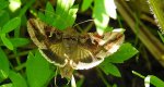 Błyszczka jarzynówka (Autographa gamma)