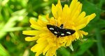 Anania funebris