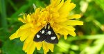 Anania funebris