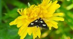 Anania funebris