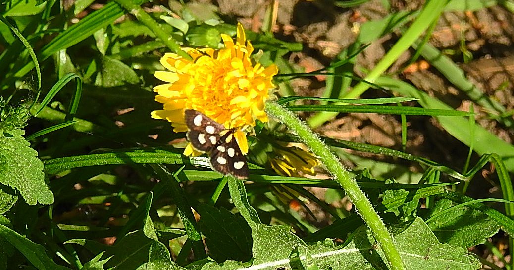 Anania funebris