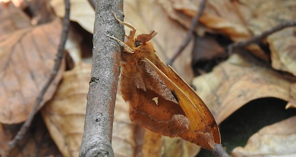 Lotnica zyska (Aglia tau)