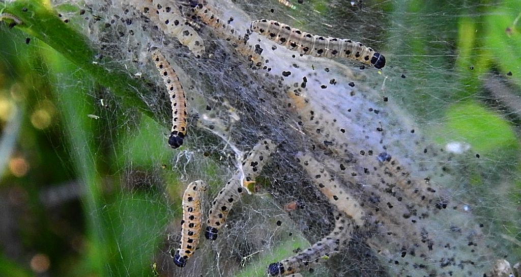 Namiotnik jabłoniaczek (Yponomeuta malinellus)