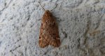 Nierównik kasztaniak (Alsophila aescularia)