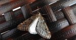 Nierównik kasztaniak (Alsophila aescularia)