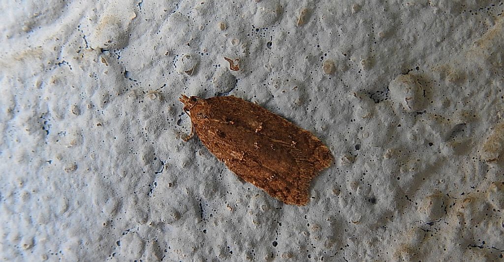 Acleris hyemana