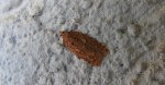 Acleris hyemana