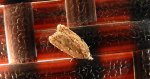 Acleris hyemana