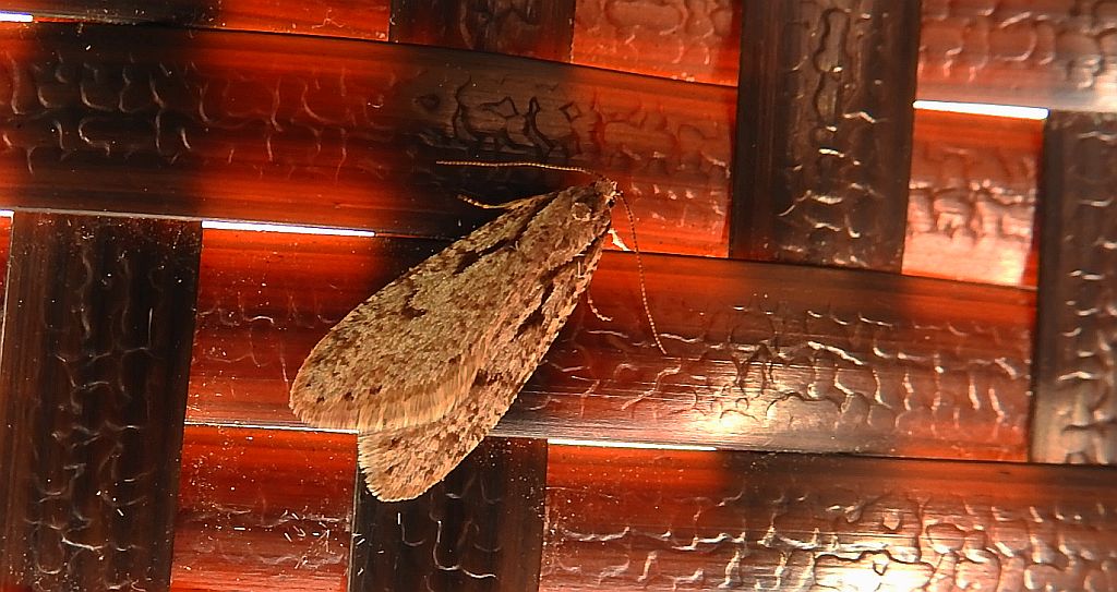Semioscopis avellanella