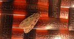 Semioscopis avellanella