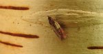 Omacnica spichrzanka (Plodia interpunctella)