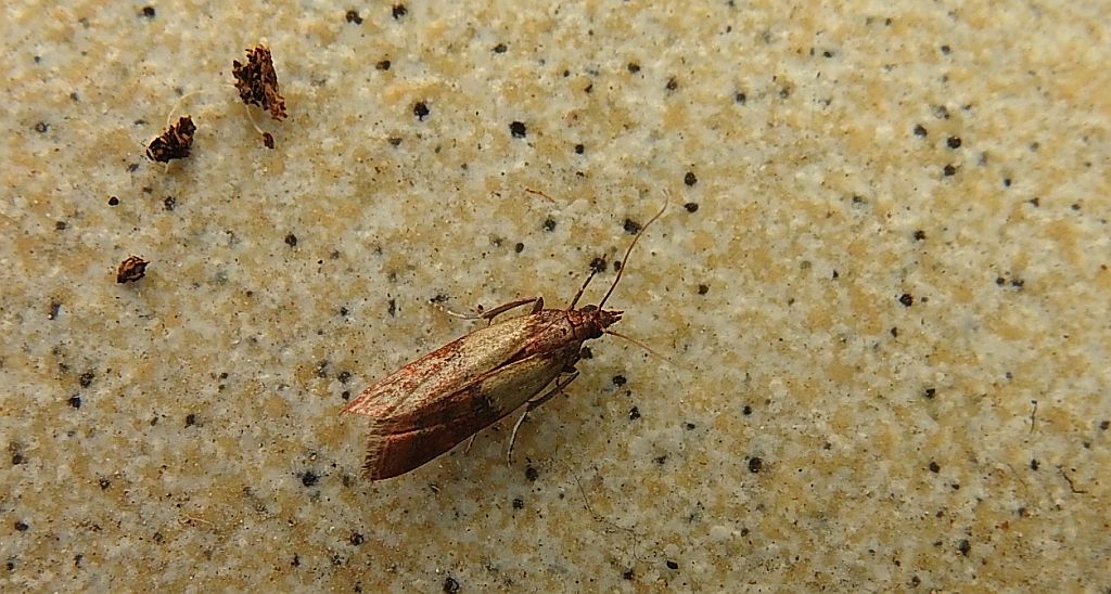 Omacnica spichrzanka (Plodia interpunctella)