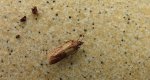 Omacnica spichrzanka (Plodia interpunctella)