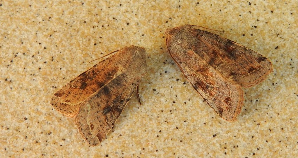 Piętnówka zmiennica (Orthosia incerta)