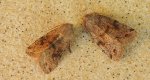Piętnówka zmiennica (Orthosia incerta)