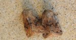 Piętnówka zmiennica (Orthosia incerta)