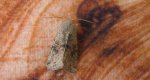 Piętnówka zmiennica (Orthosia incerta)