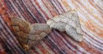 Zimowek obrzeżek (Agriopis marginaria)
