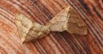 Zimowek obrzeżek (Agriopis marginaria)