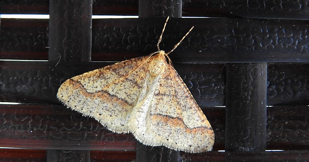 Zimowek obrzeżek (Agriopis marginaria)