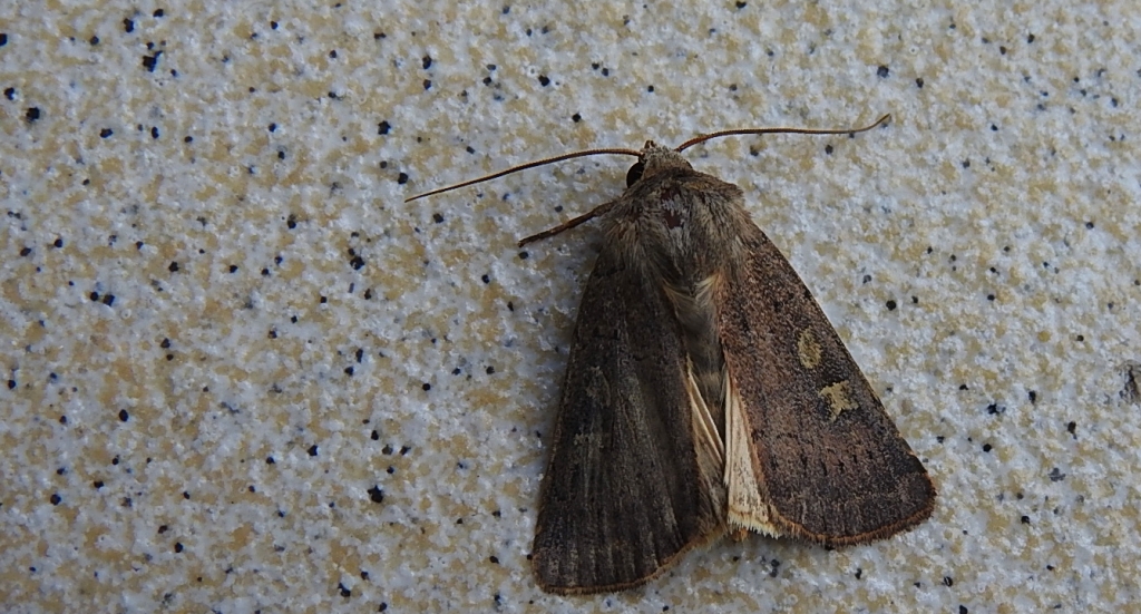 Rolnica znakówka (Xestia xanthographa)