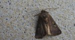 Rolnica znakówka (Xestia xanthographa)