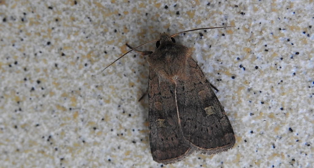 Rolnica znakówka (Xestia xanthographa)