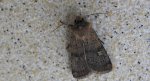 Rolnica znakówka (Xestia xanthographa)