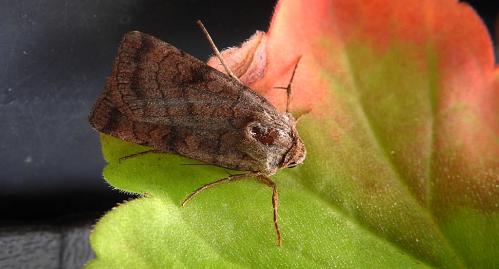 Xestia sexstrigata