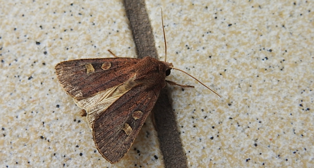 Rolnica znakówka (Xestia xanthographa)