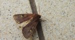Rolnica znakówka (Xestia xanthographa)