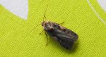 Rolnica panewka (Xestia c-nigrum)