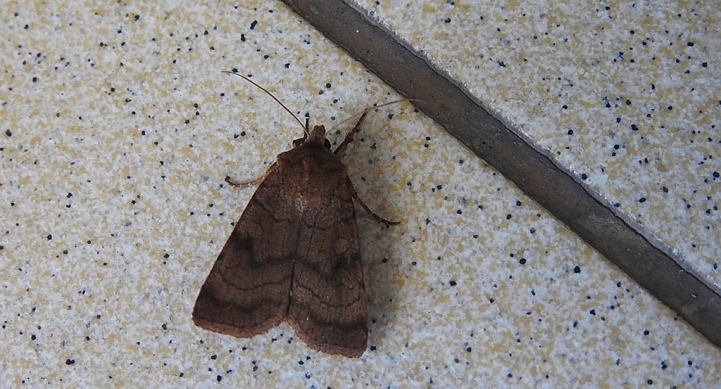 Xestia sexstrigata
