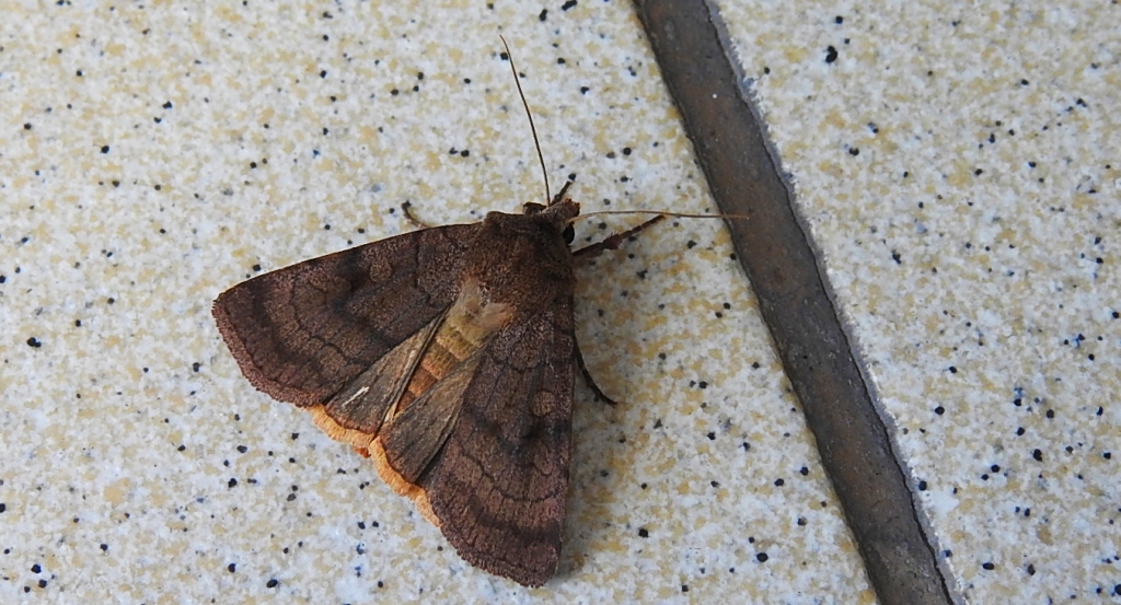 Xestia sexstrigata