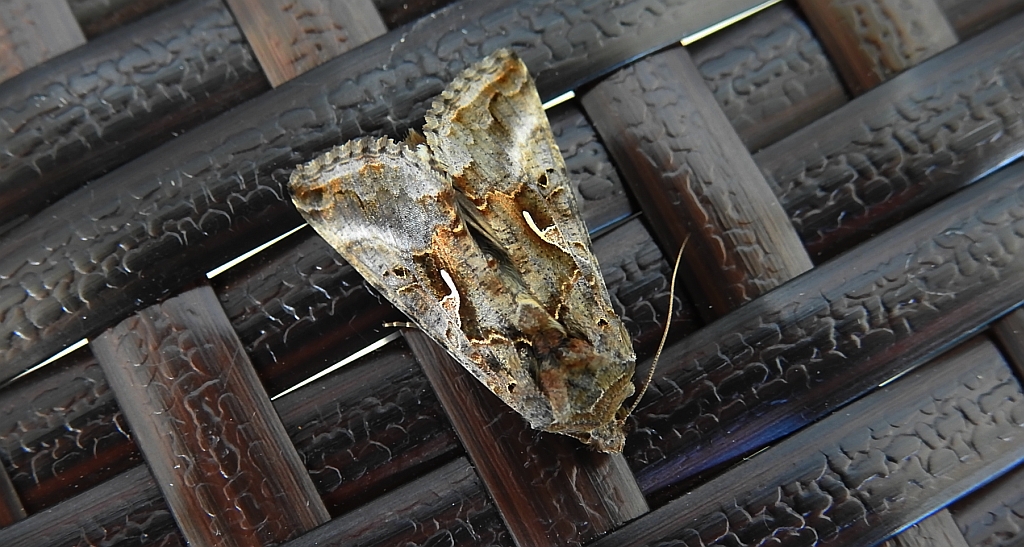 Błyszczka jarzynówka (Autographa gamma)
