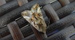 Błyszczka jarzynówka (Autographa gamma)