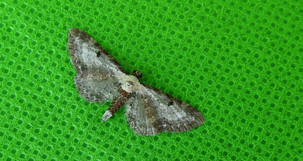 Grotnik byliczak (Eupithecia succenturiata)