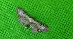 Grotnik byliczak (Eupithecia succenturiata)