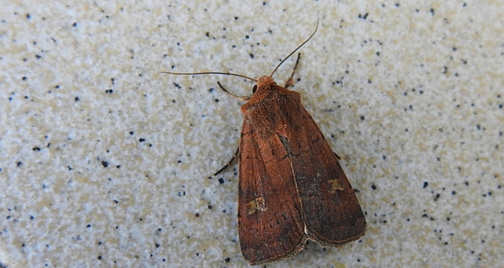 Rolnica znakówka (Xestia xanthographa)