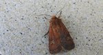 Rolnica znakówka (Xestia xanthographa)