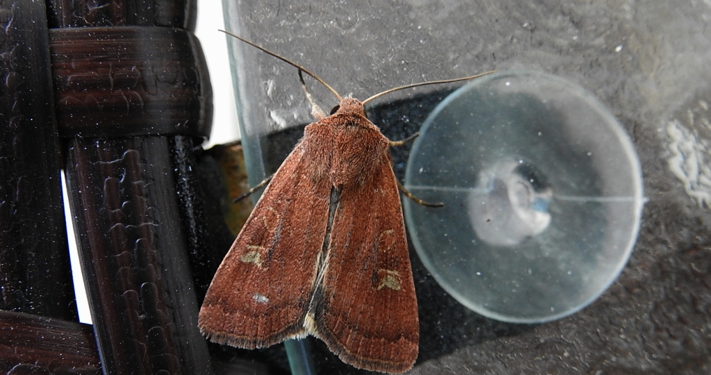 Rolnica znakówka (Xestia xanthographa)