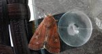 Rolnica znakówka (Xestia xanthographa)