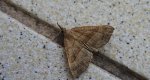 Rozszczepka śnicianka (Hypena proboscidalis)
